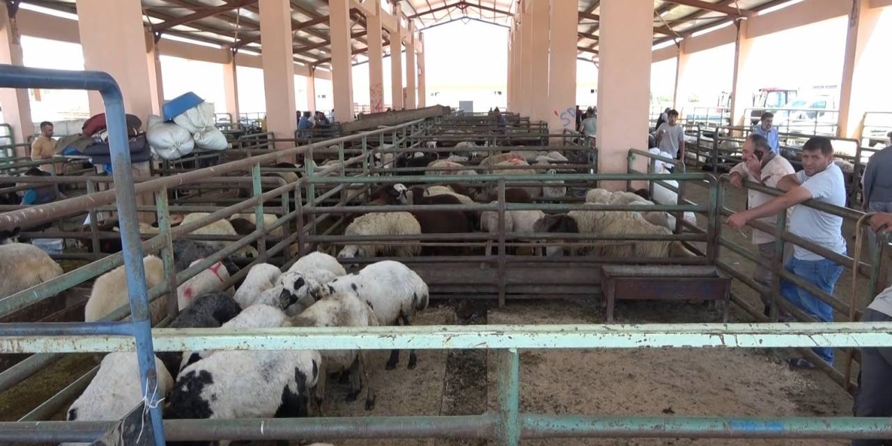 Hayvan Pazarında Sıkı Pazarlıklar Devam Ediyor