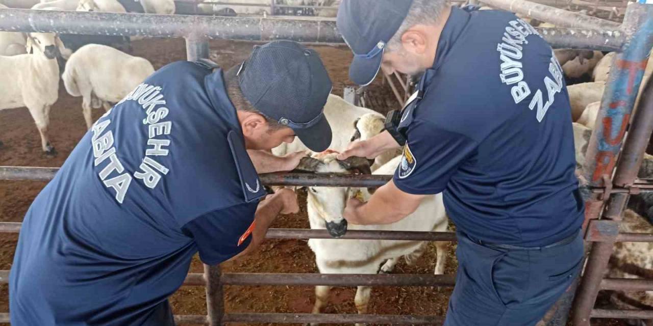 Zabıta Ekipleri Kurban Bayramı Öncesi Denetimlere Aralıksız Devam Ediyor