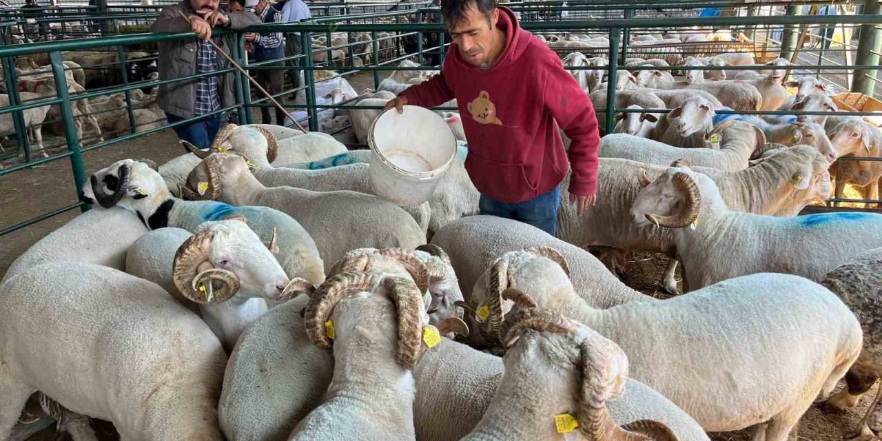 Eskişehir’deki Kurban Satıcıları: “burada Adeta Eziyet Çekiyoruz”