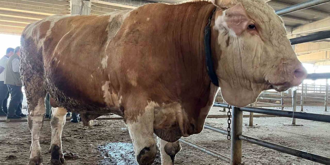 2 Senede Tam 4 Ton Yem Yedi, 1 Tonluk Kurbanlık 120 Bin Liradan Alıcısını Bekliyor