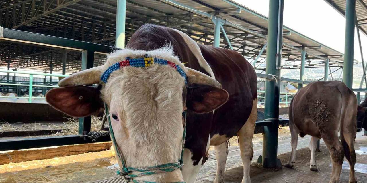 Bin 200 Kiloluk ’paşa’ Talibine Bekliyor