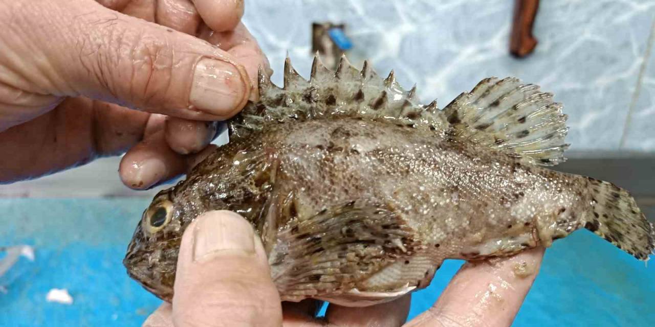 Dışı Zehirli, İçi Lezzetli Balık: İskorpit