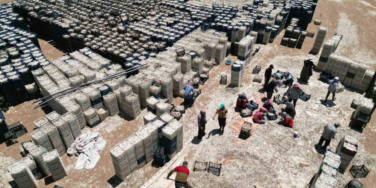 Sarımsak Tarlada 15, Markette 40 Lira