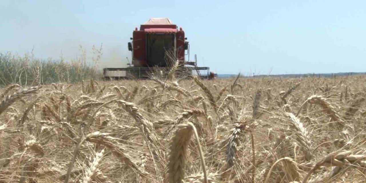 Edirne’de Buğday Hasadı Başladı, İlk Hasat Yapıldı