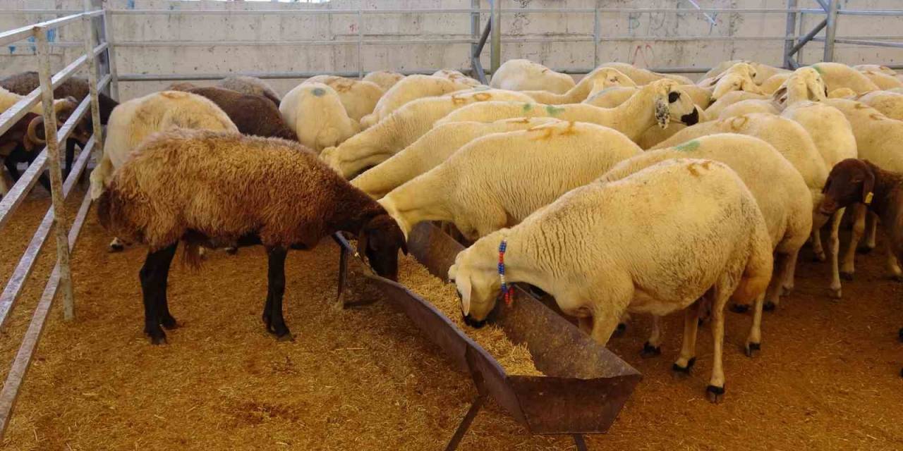 Kilis’te Kurban Pazarlarında Arife Günü Yoğunluğu