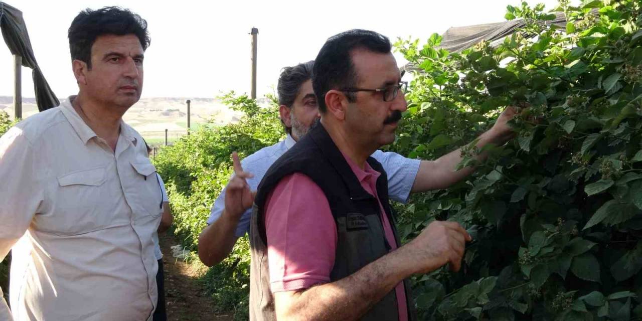 Siirt’ten 34 Ülkeye Böğürtlen İhraç Ediliyor