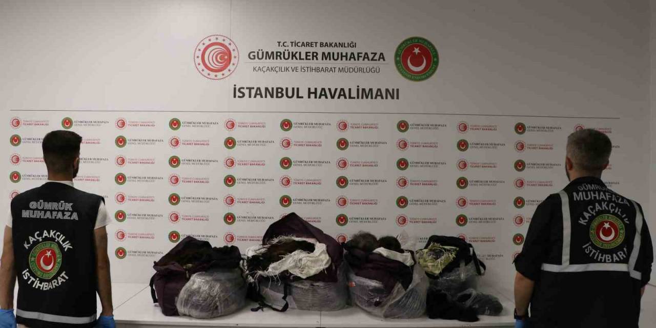İstanbul Havalimanı’nda 93 Kilo İnsan Saçı Ele Geçirildi