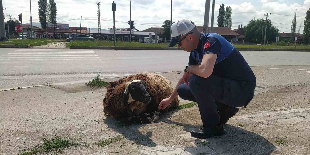 Araçtan Düşen Kurbanlık Hayvanı Zabıta Ekipleri Sahibine Teslim Etti