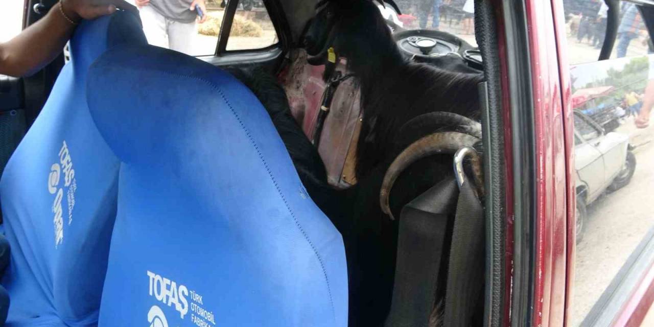 Kurbanlıklar Adana Usulü Taşındı