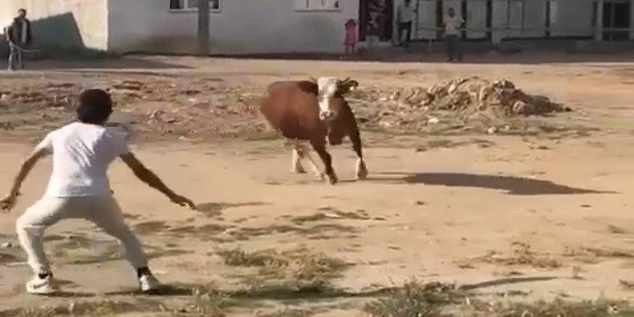 Kaçan Kurbanlık Boğa Ortalığı Birbirine Kattı