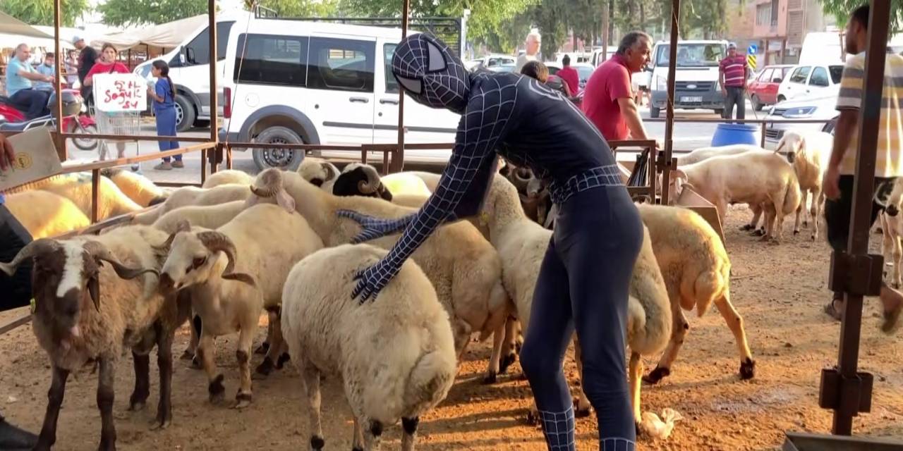 ’örümcek Adam’ Kurban Pazarında