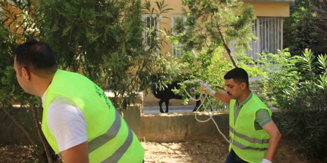 Şanlıurfa’da Kaçan Büyükbaş Kurbanlık Zor Anlar Yaşattı