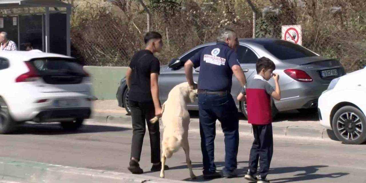 Kurbanlığı Ayaklarından Tutup Çocuk Gibi Yürüttüler