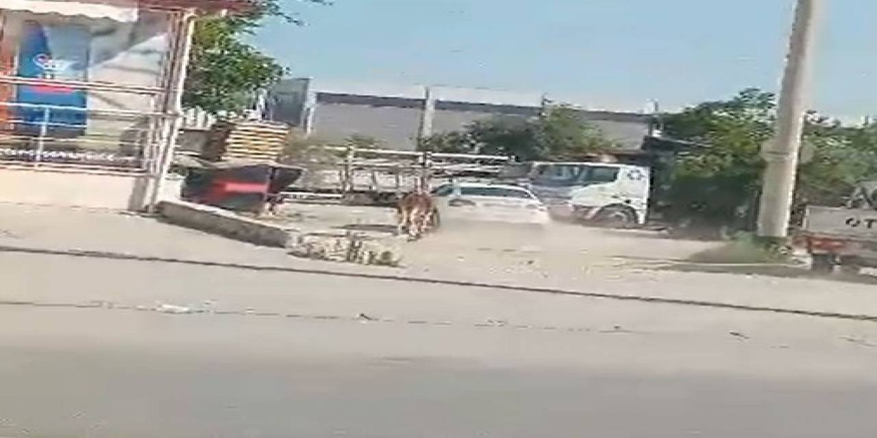 Kaçan Kurbanlıklar Zor Anlar Yaşattı
