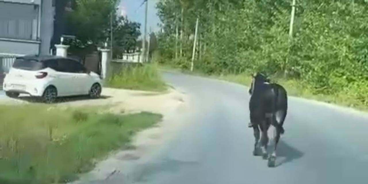 Kaçan Kurbanlığın Peşine Arabayla Düştüler