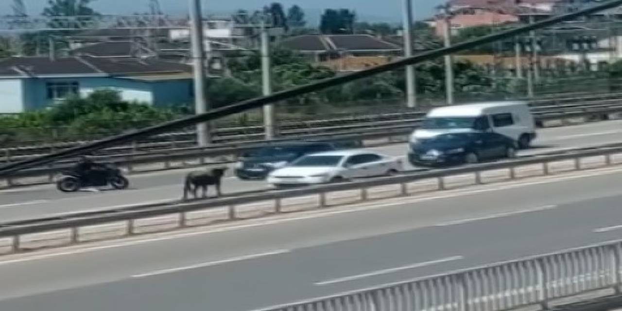 Sahibinin Elinden Kaçan Dana D-100’ü Birbirine Kattı