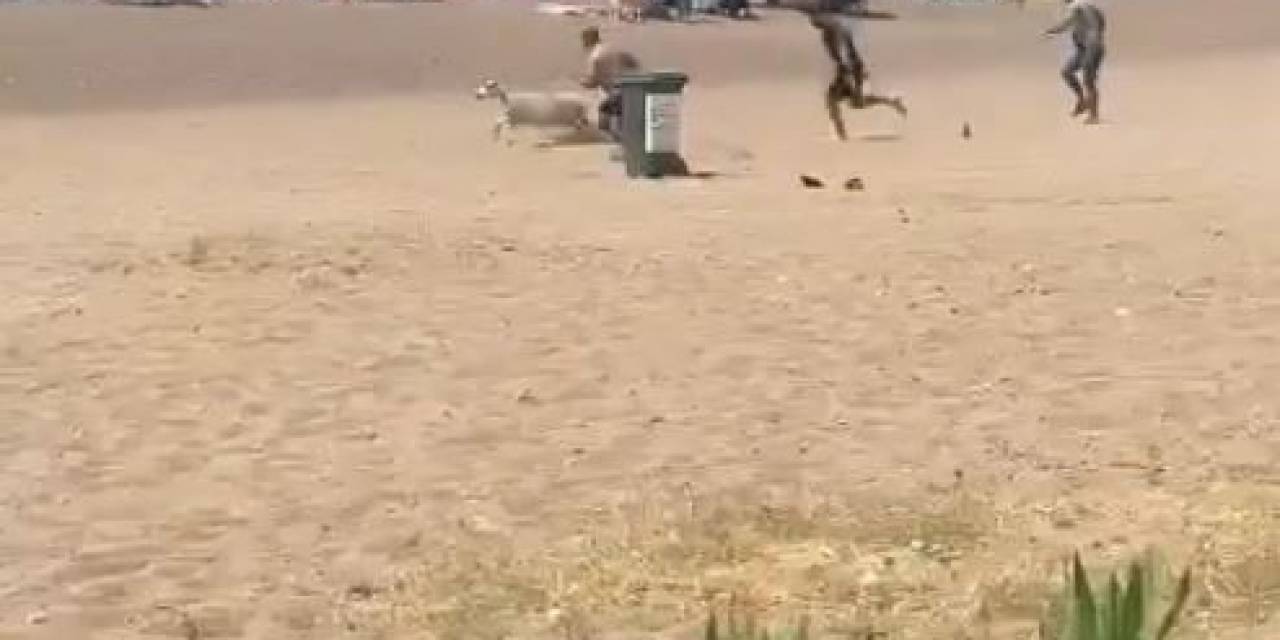 Sahibinden Kaçan Kurbanlık Kuzu Plajı Birbirine Kattı