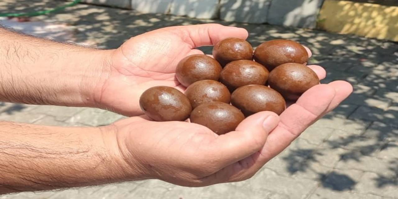Kurbanlığın Karnından Çıkanlar Şaşırttı