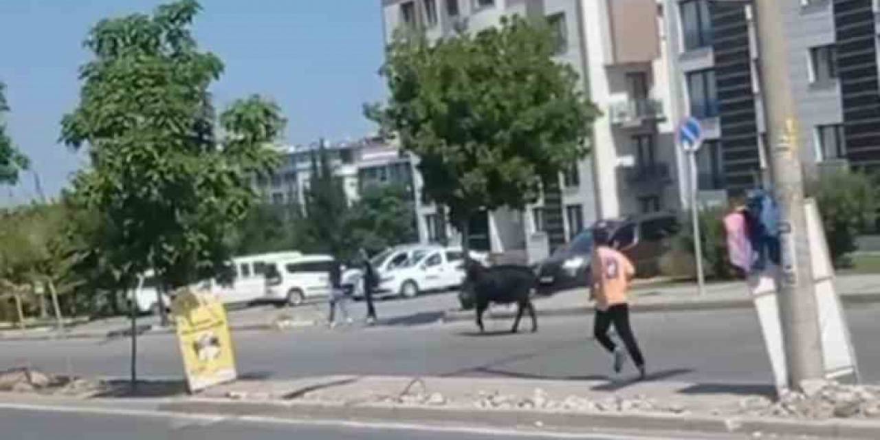 İzmir’de Kurbanlık Danalar Kaçtı, Sahipleri Kovaladı