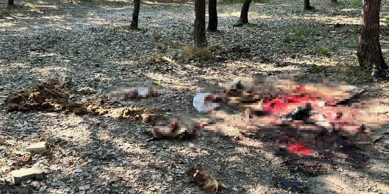 Ormanlık Alan Çöplüğe Döndü