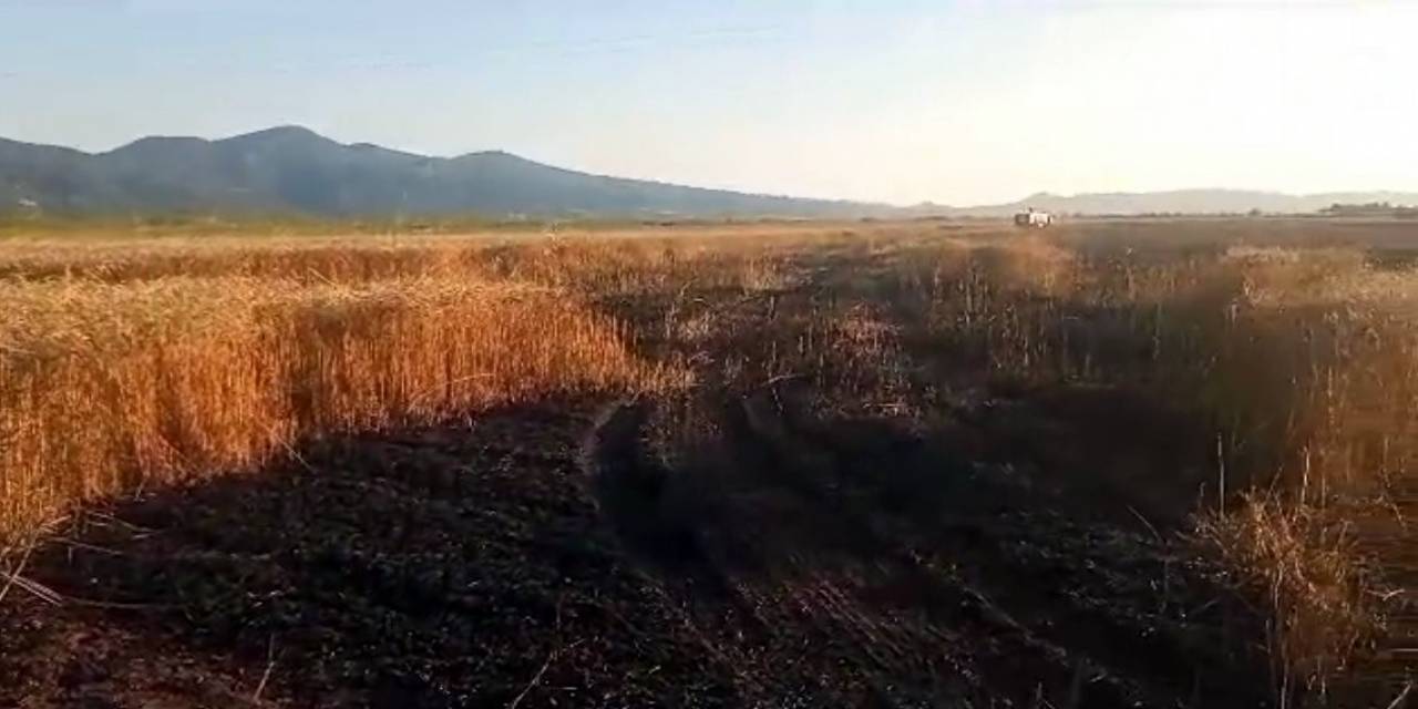Buğday Tarlasında Yangın: 15 Dönüm Küle Döndü