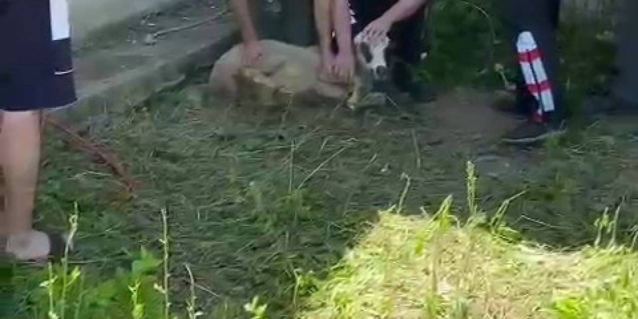 Boşluğa Sıkışan Koyun Kurtarıldı