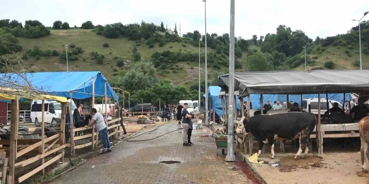 Elde Kalan Kurbanlıklar İçin Besicilerin Mesaisi Devam Ediyor