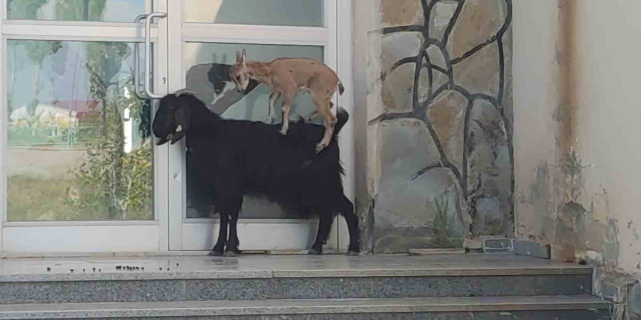 Yavru Yaban Keçisi Süt Annesine Alıştı