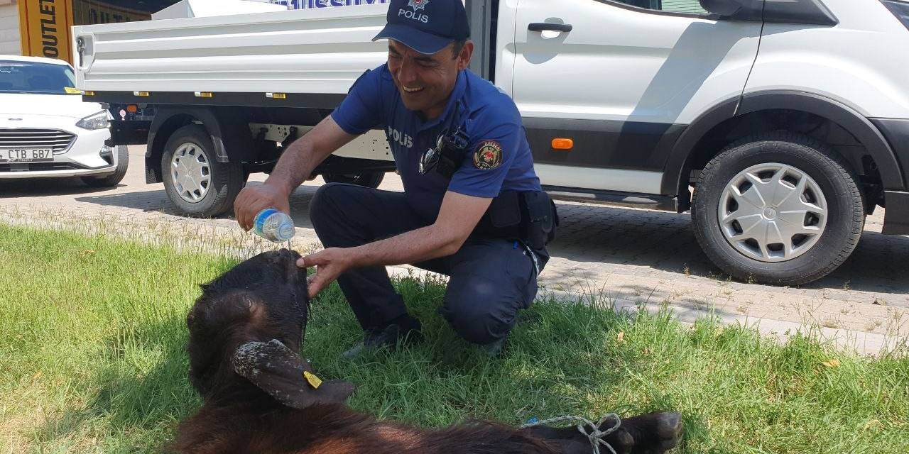 Yaralı Kurbanlığa Polis Şefkati