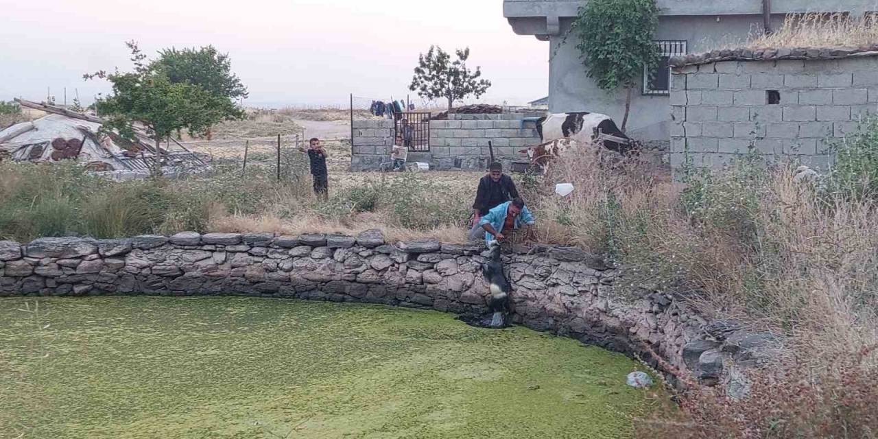 Gölete Düşen Oğlak Kurtarıldı: Annesi Kurtarılmasını Bekledi