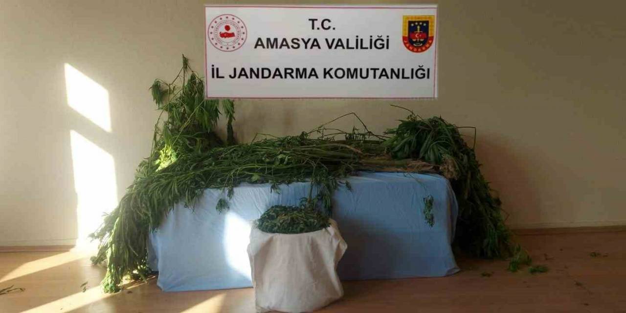 Amasya’da Nehir Kenarına Kenevir Eken 2 Şahıs Yakalandı