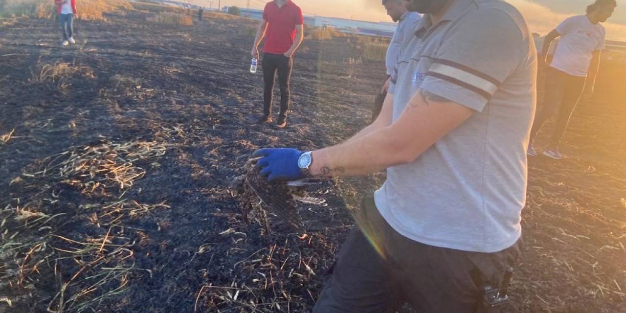 Ava Çıkan Atmacalar, Tonlarca Buğdayı Küle Çevirdi