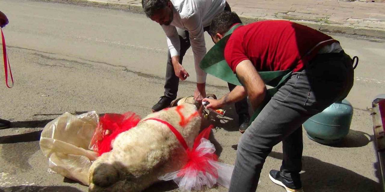Kars’ta Geline "süslü Koç Gönderme Geleneği" Sürüyor