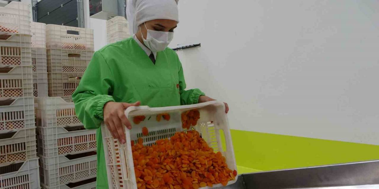 Depreme Rağmen Kuru Kayısı İhracatı Yüz Güldürdü