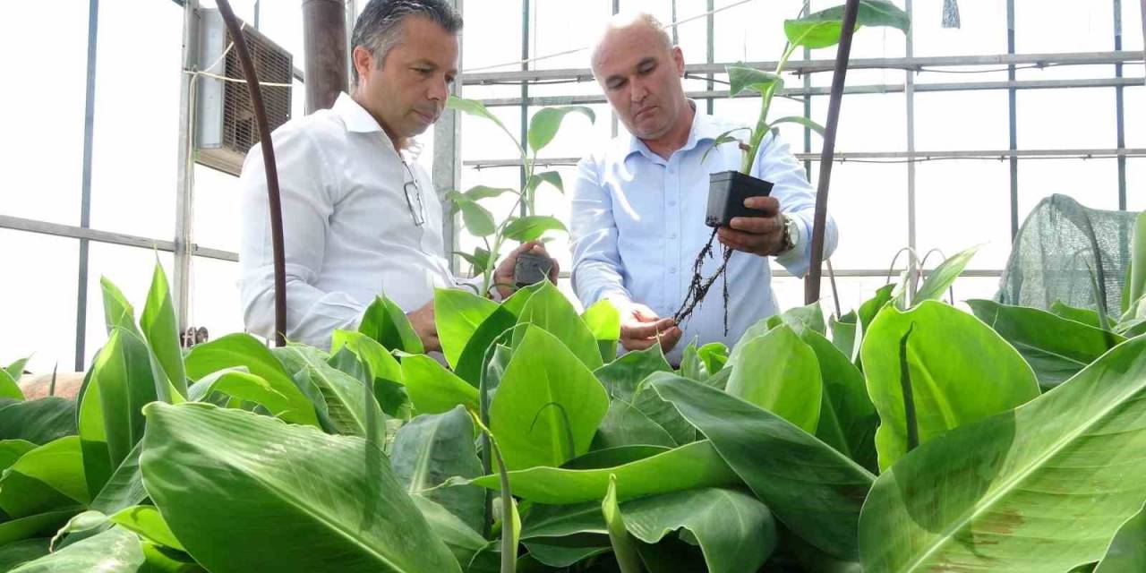 Tescilli Erdemli Muzunun Doku Kültürüyle Fidesi Üretildi