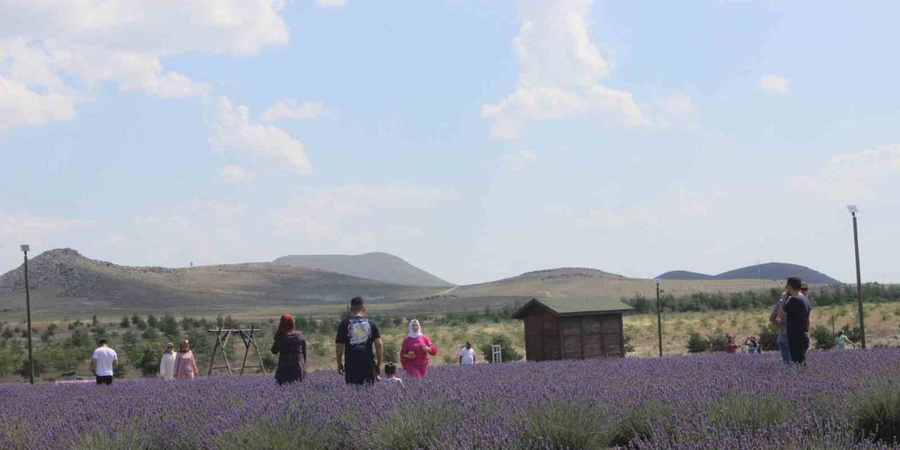 Karapınar’daki Lavanta Bahçesi Turistlerin Uğrak Noktası Oldu