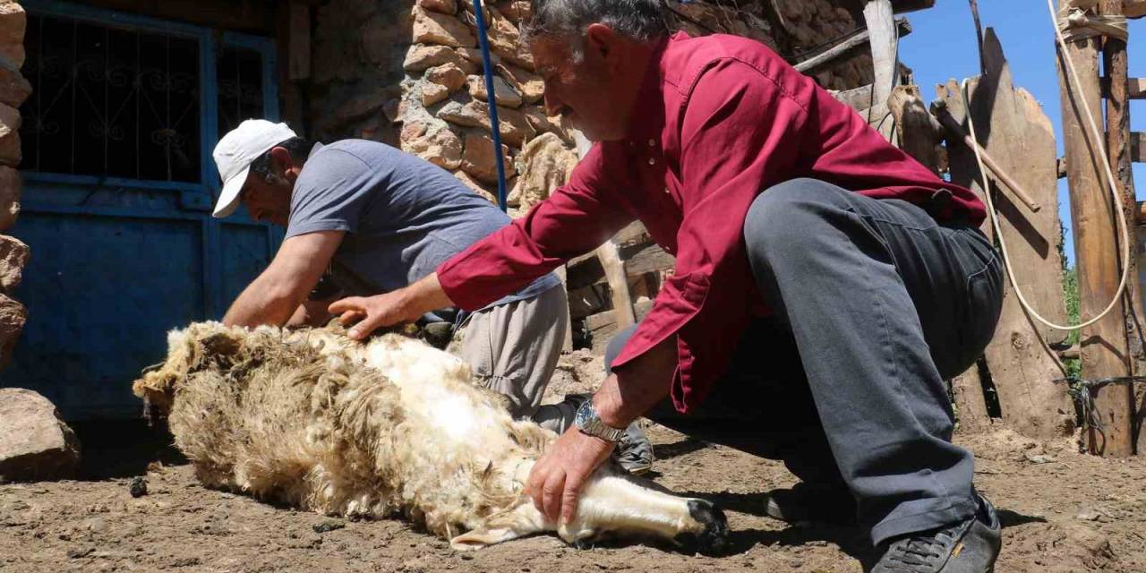 Koyunlar Yünlerinden Kurtuluyor