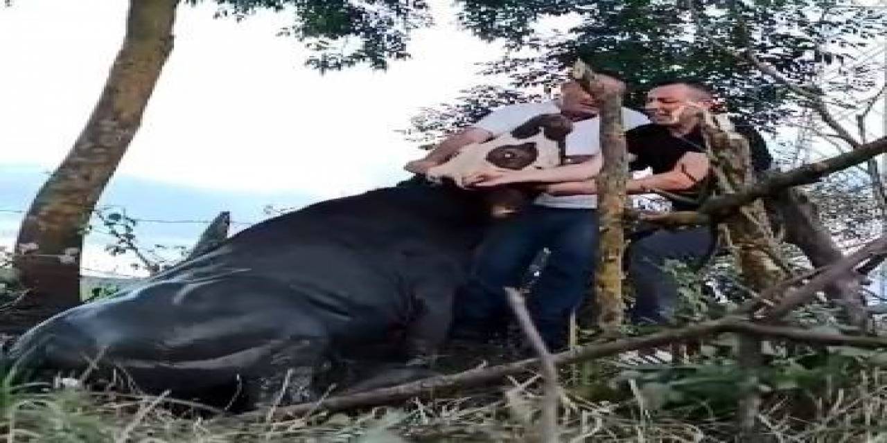 1 Gün Boyunca Kuyuda Mahsur Kalan İneği Kurtardılar