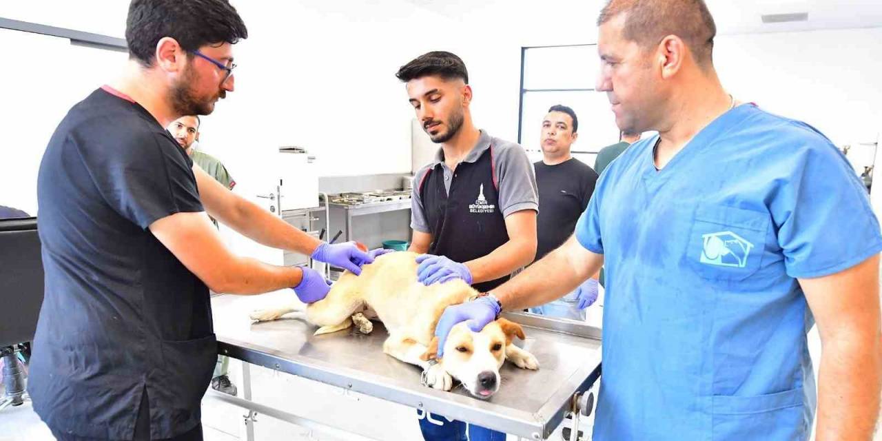 İzmir’de Bir Yılda 25 Bin Kedi Ve Köpek Kısırlaştırıldı