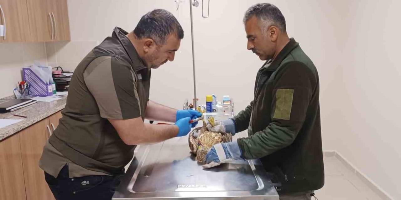 Tedavi Altındaki Yaban Hayvanlarına Bayram Bakımı