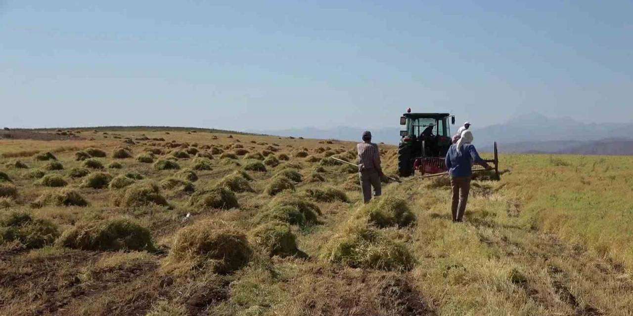 Siirt’te Bayramda Da Hasat Sürüyor