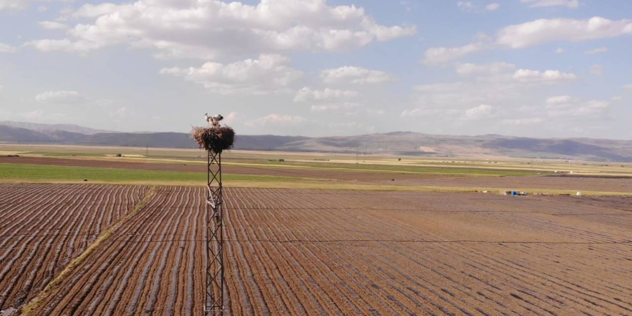 Muş Ovası’nda Konaklayan Leylekler Büyük Göçe Hazırlanıyor