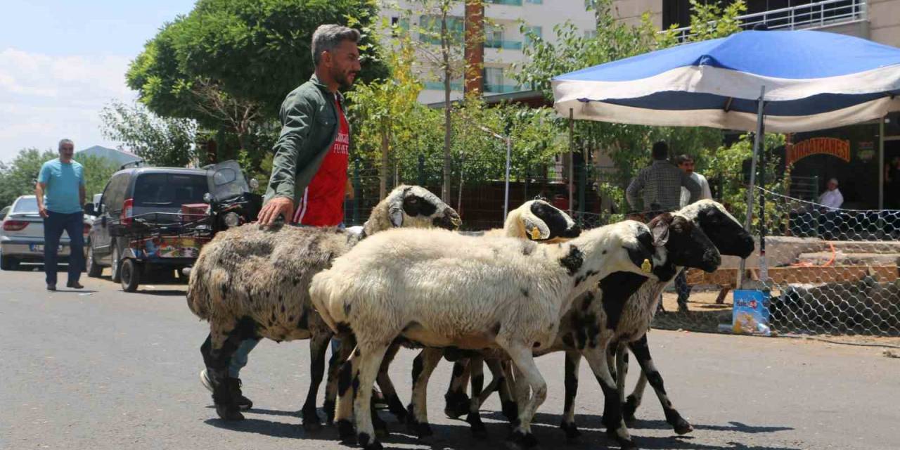 Kurbanlıkların Çoğu Satıldı, Besicilerin Yüzü Güldü