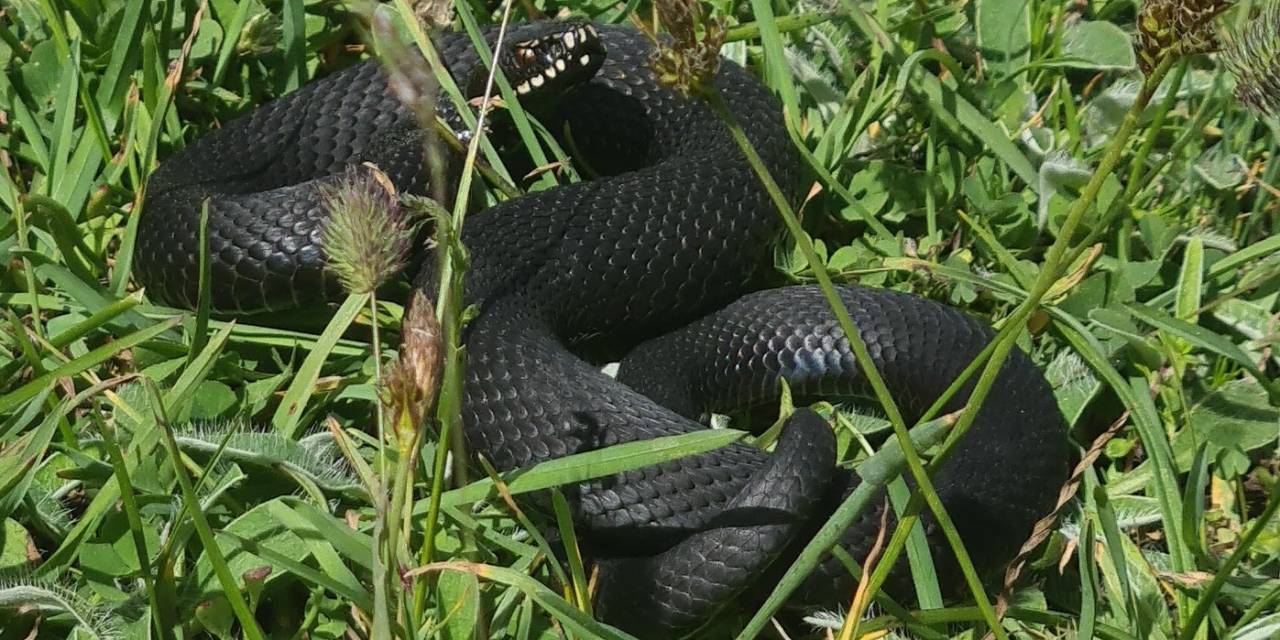 Mantar Ararken Zehirli Baran Engereği Buldu