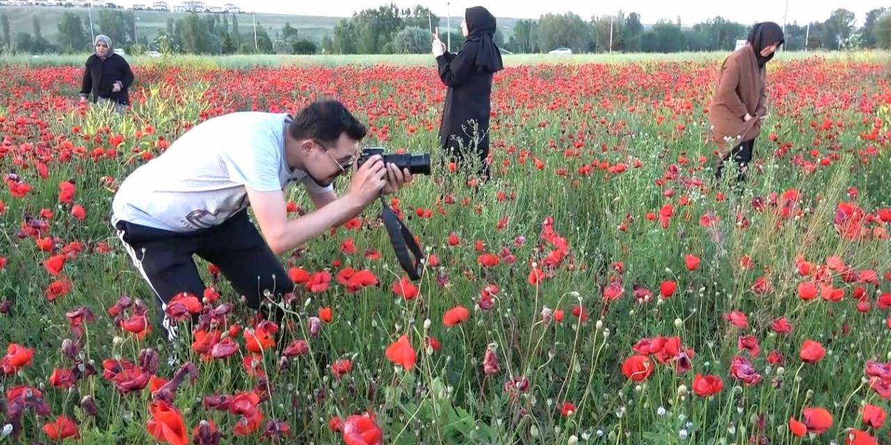 Gelincik Tarlaları Görenleri Mest Ediyor