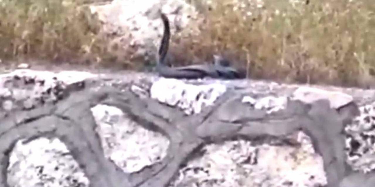 Yılanların Dansı Minik Aras’ın Objektifine Takıldı