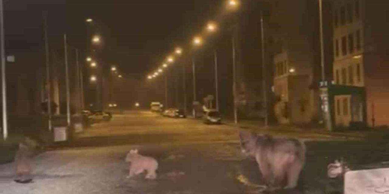 İlçe Merkezine İnen Anne Ayı İle 2 Yavrusu Kamerayla Yakalandı