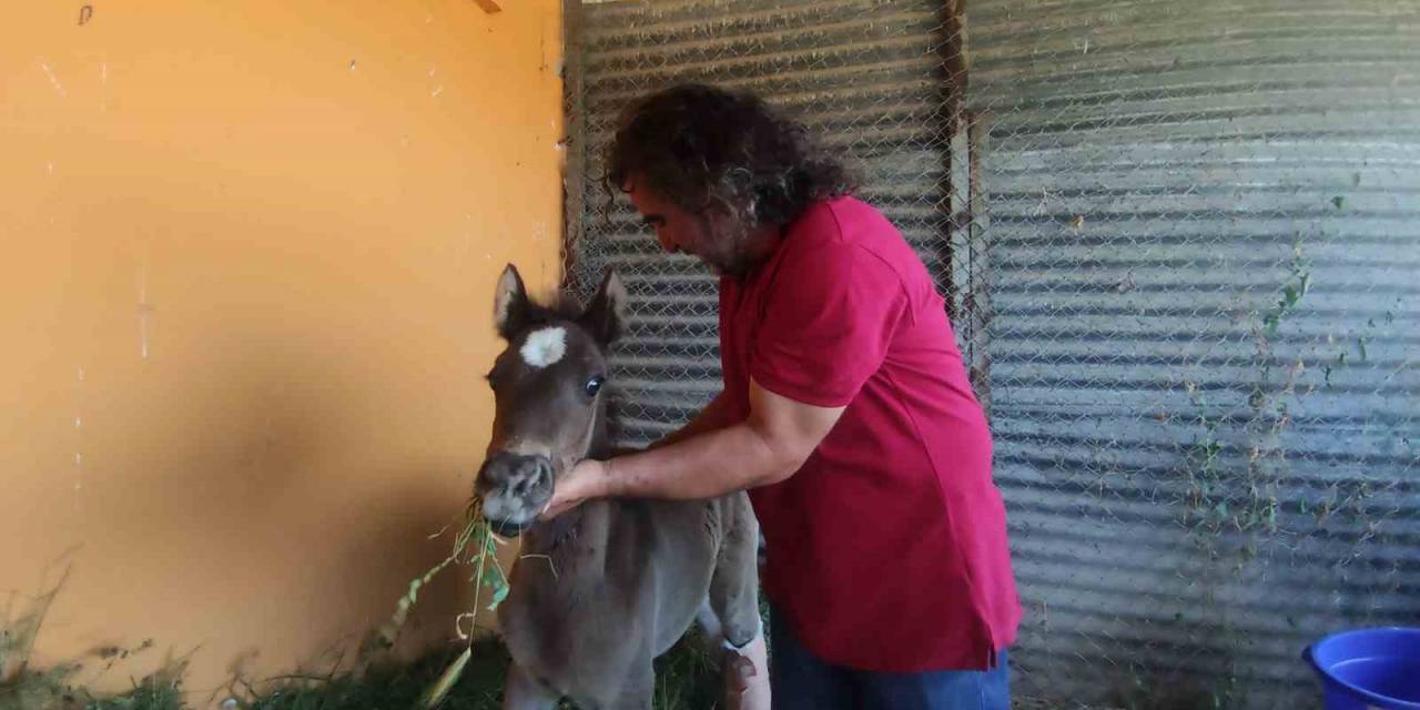 Van’da Sahibi Tarafından Kırık Ayağıyla Terk Edilen Tay Tedavi Altına Alındı