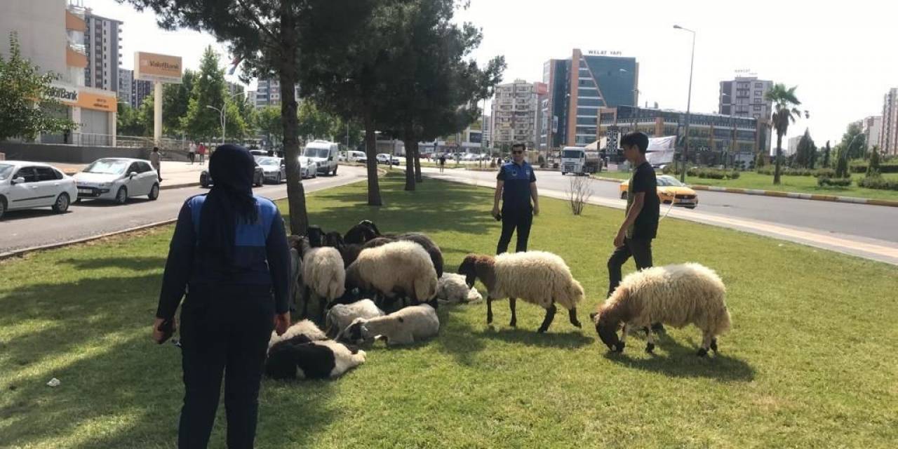 Diyarbakır’da Bayram Boyunca Zabıta Ekipleri Denetim Gerçekleştirdi