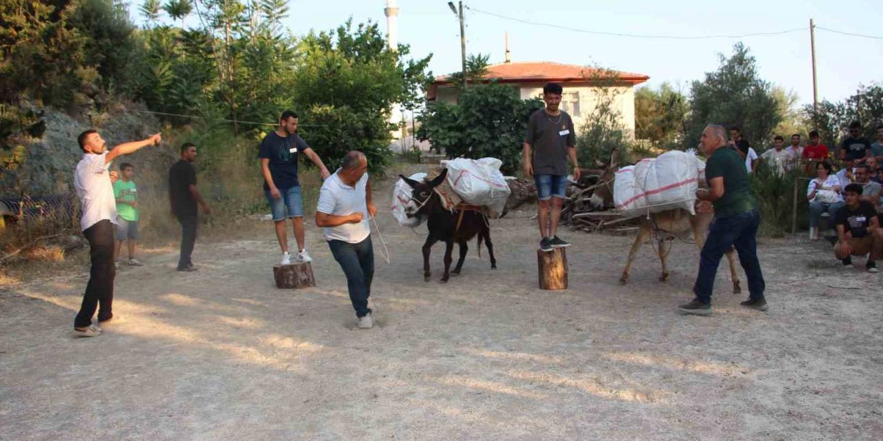 Eşeğe Saman Balyası Yüklemek İçin Kıyasıya Yarıştılar